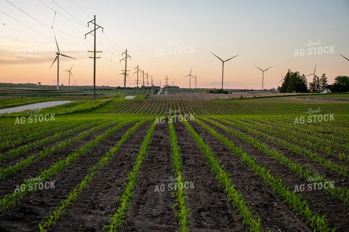 Corn Field with Windmills 67121