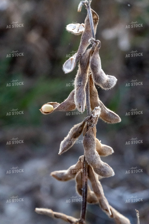 Soybean Pods 65038