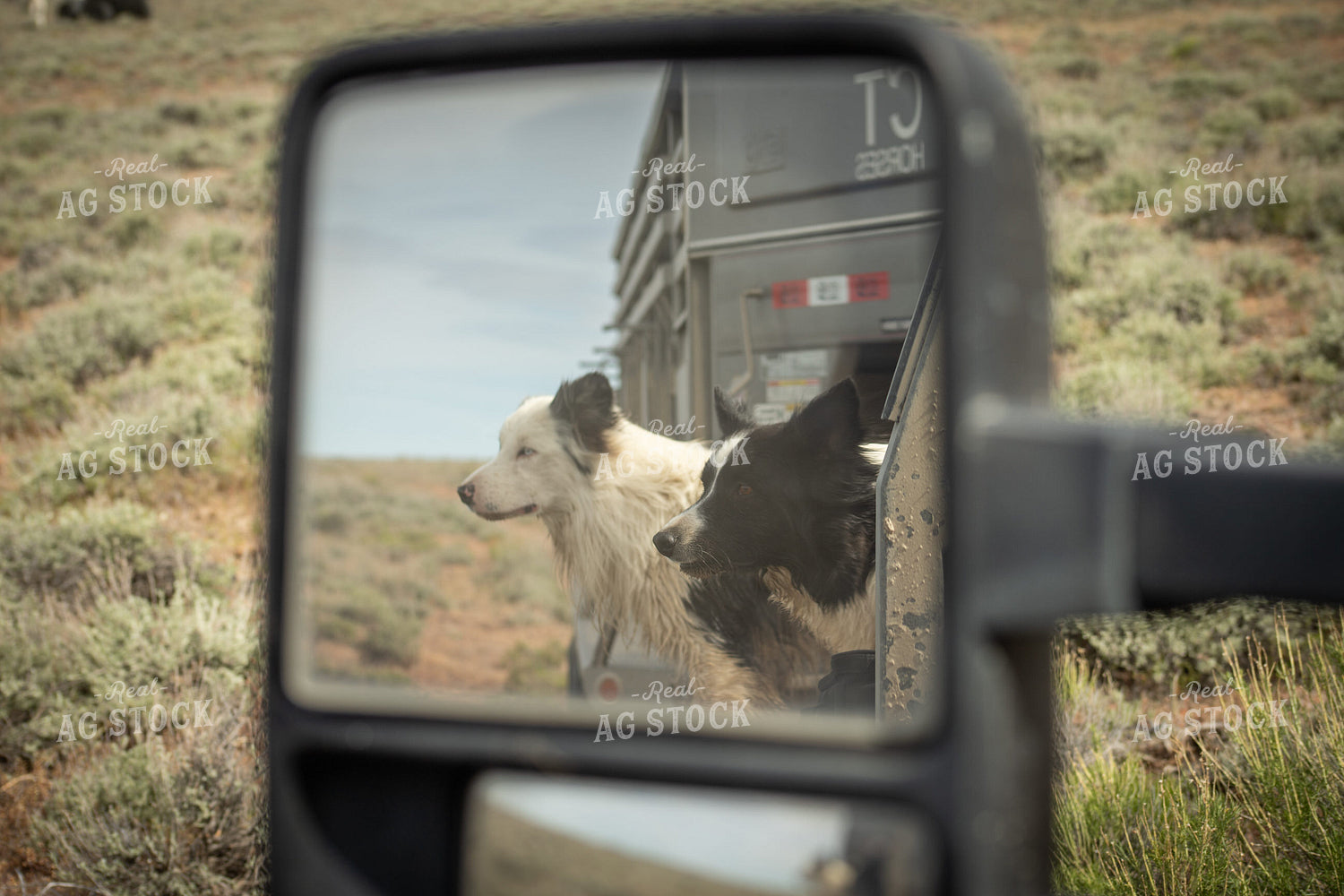 Ranch Dogs 78227