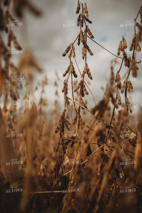 Dry Soybeans Under Cloudy Sky 3372