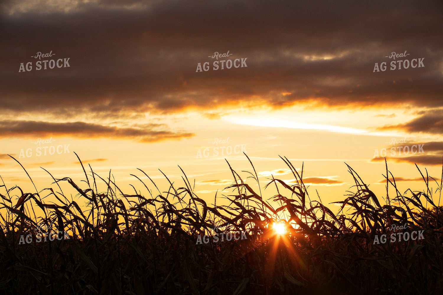 Sunset over Dried Corn Field 145036
