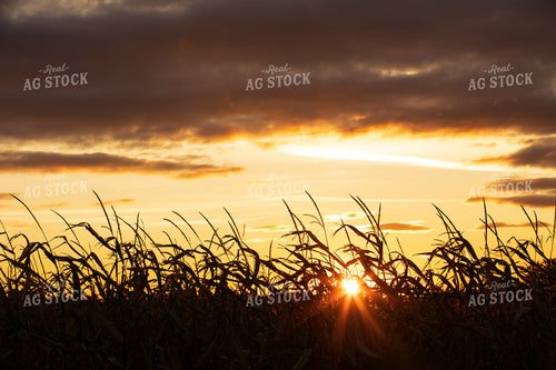 Sunset over Dried Corn Field 145036