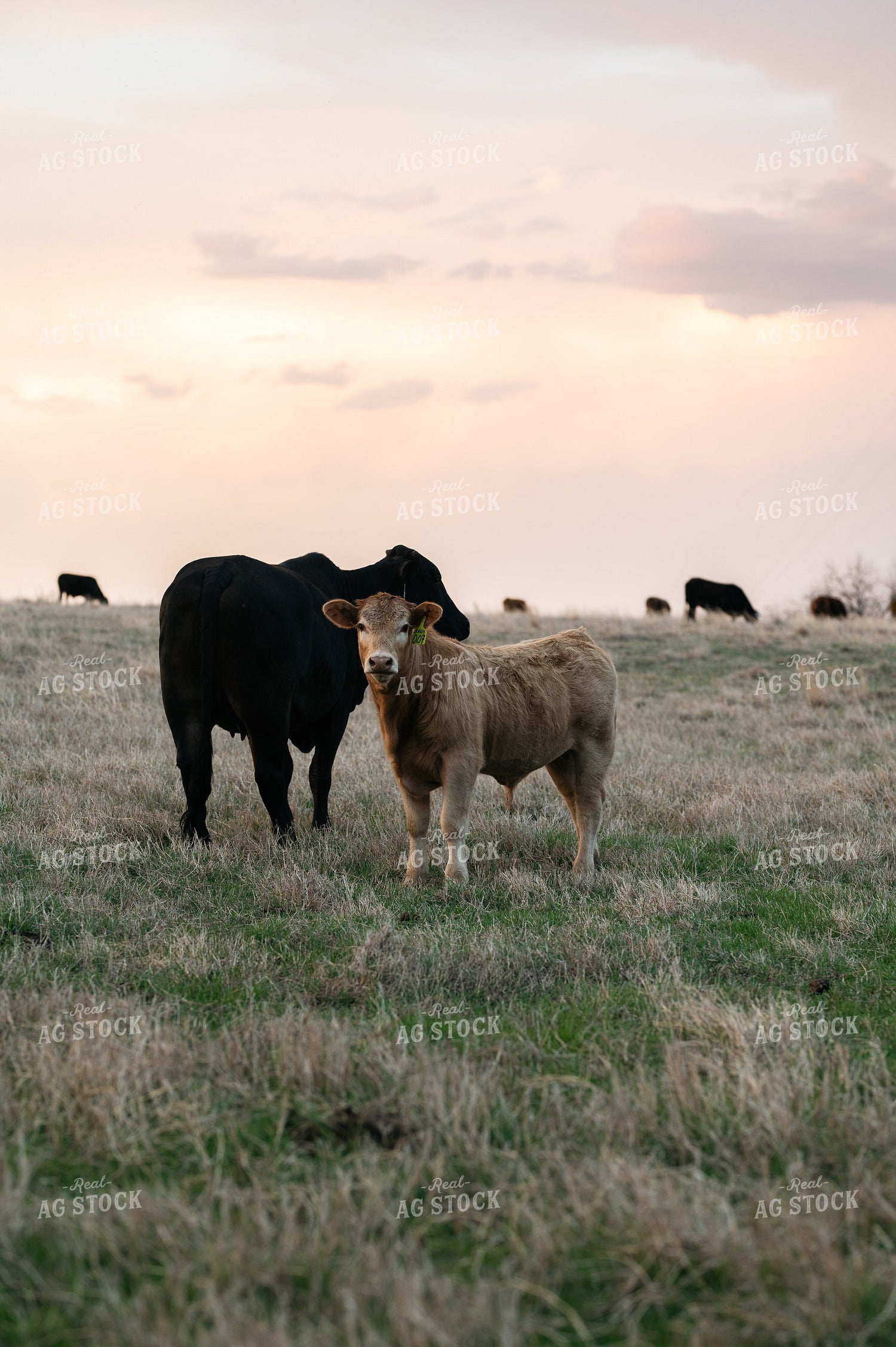 Cattle on Pasture 301029