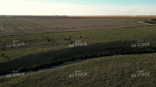 Aerial of Cattle on Pasture 268267
