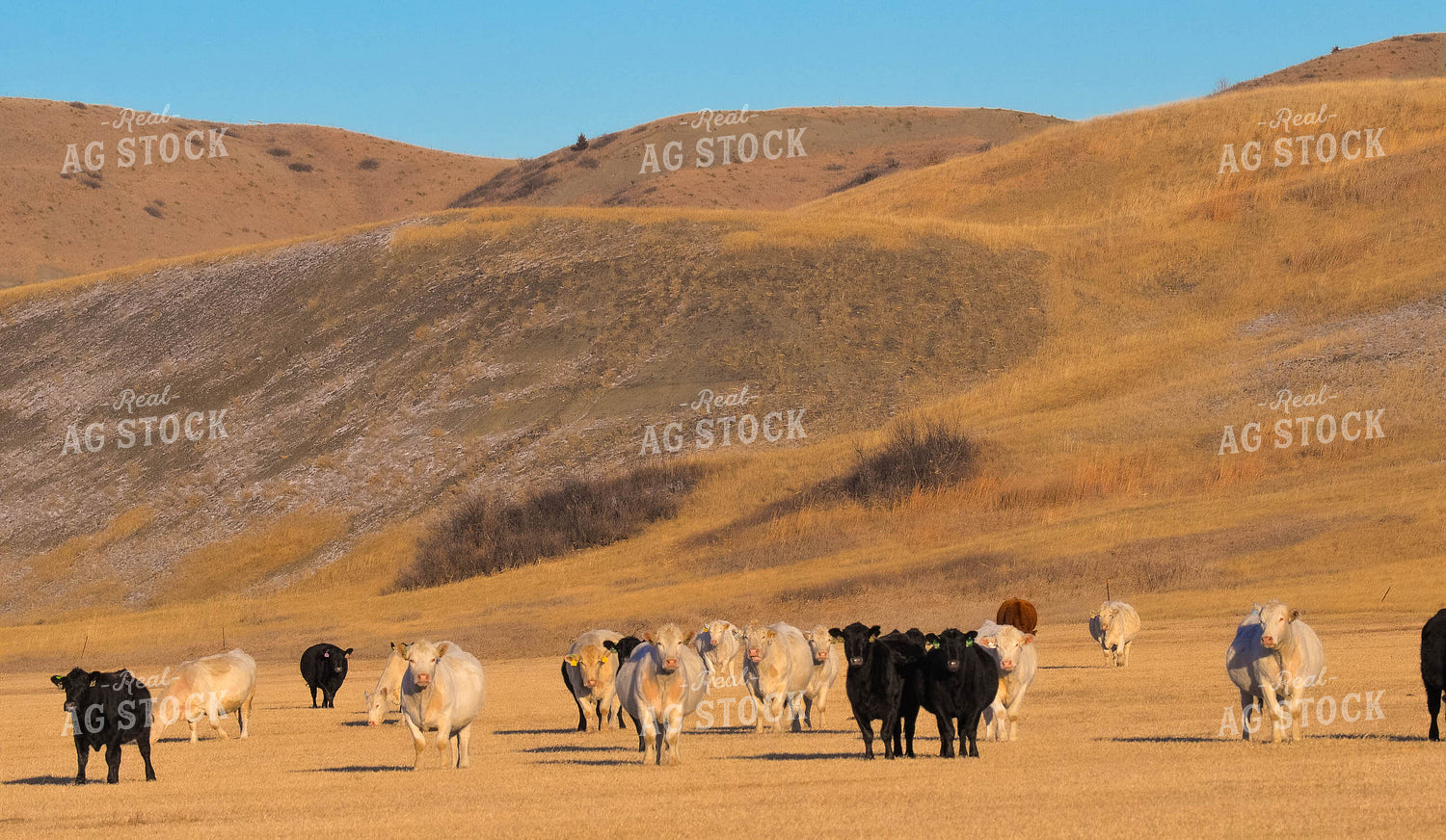 Cattle Grazing 299140