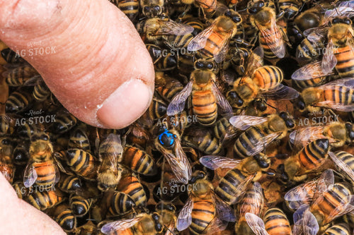 Pile of Honeybees 105013