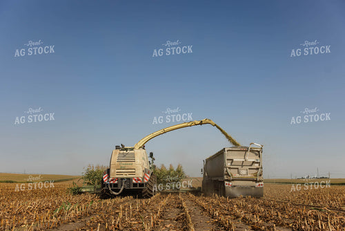 Chopping Corn Silage 152536