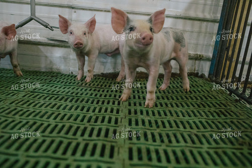 Weaned Piglets in Pen 3257