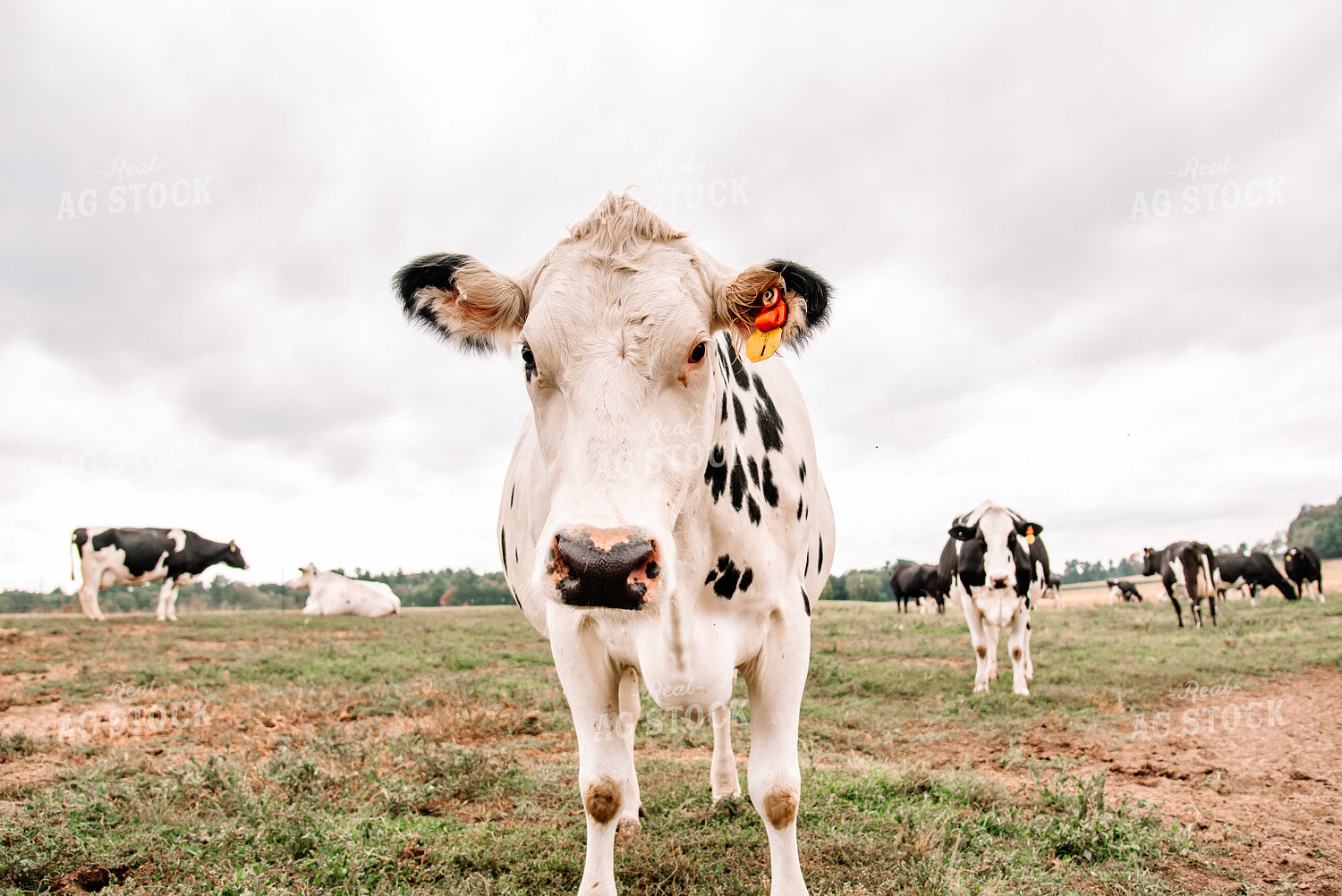 Holstein Cattle 137056