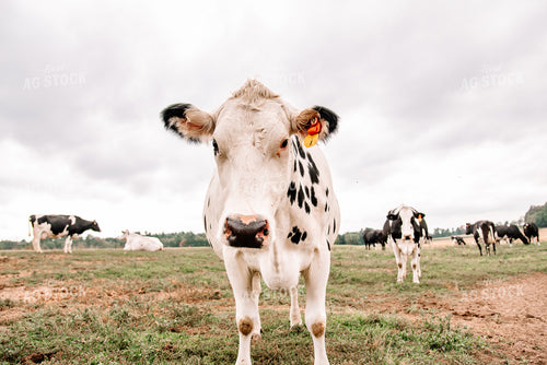 Holstein Cattle 137056