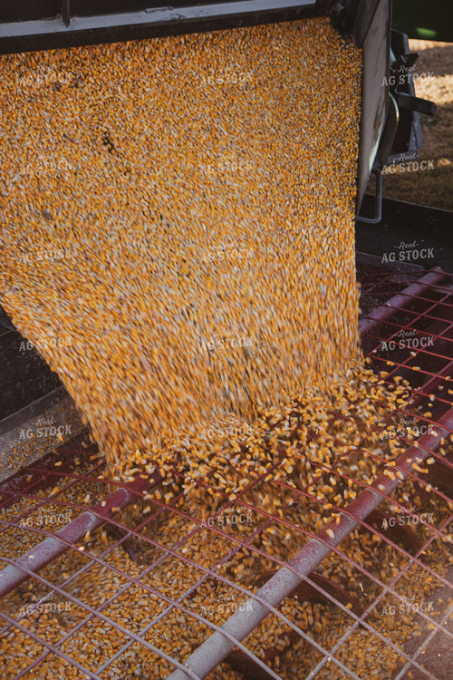 Corn Pouring in Sweep Auger 67849