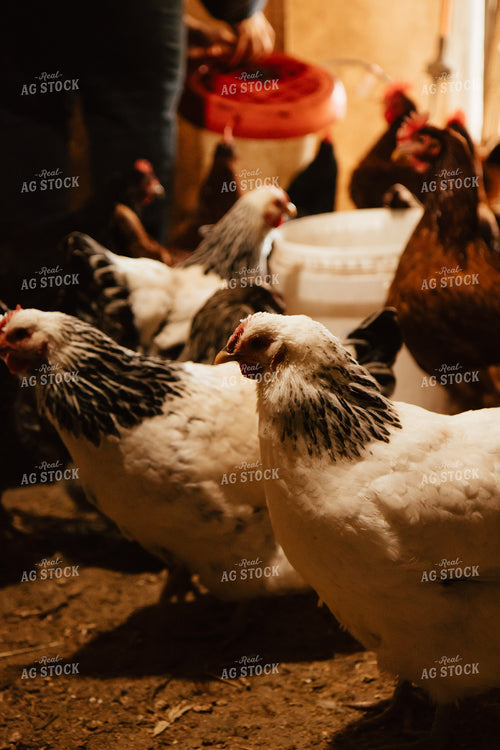 Chickens 67669