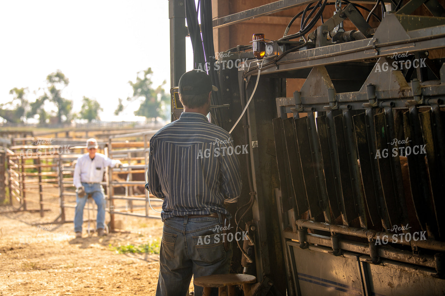 Ranchers Working Cattle 212149