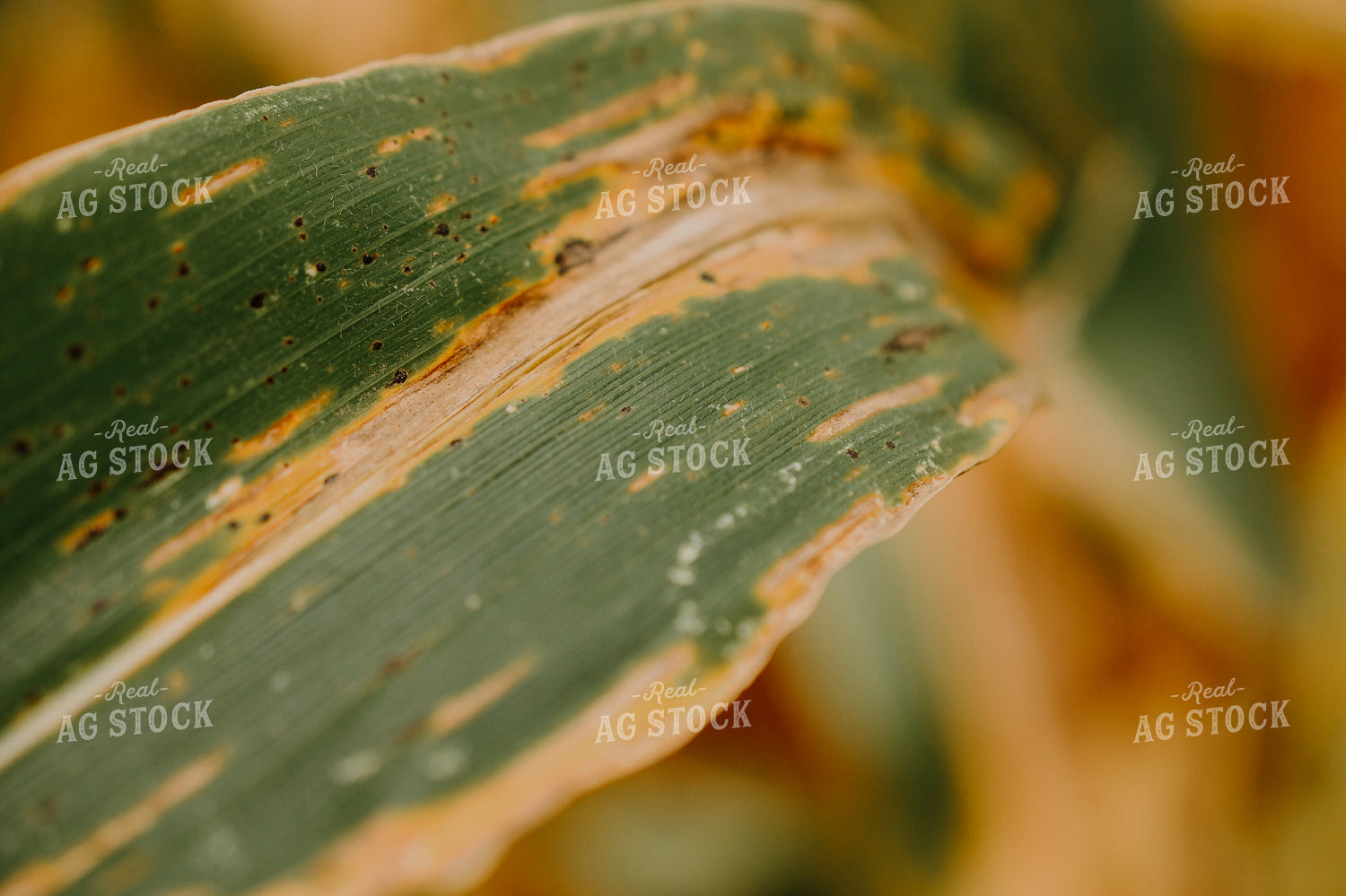 Disease on Corn Leaf 191232