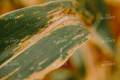 Disease on Corn Leaf 191232