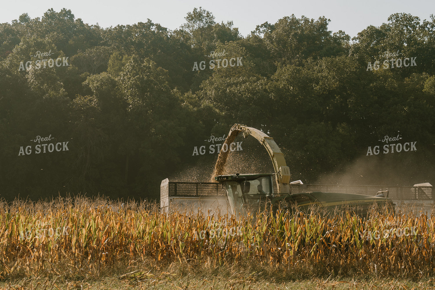 Corn Silage Harvest 125344