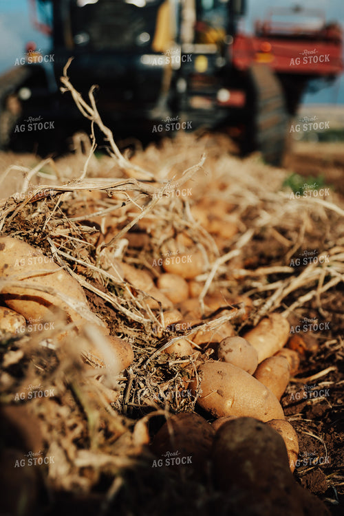 Potato Harvest 83125