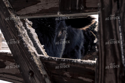 Cow Looking Through Fence 304002