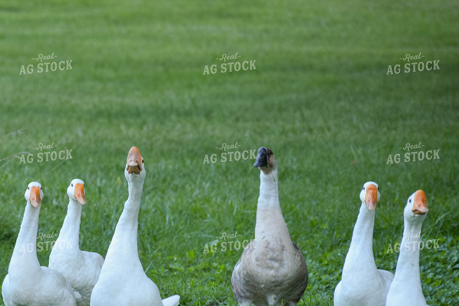 Geese 106015