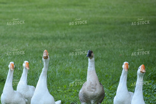 Geese 106015