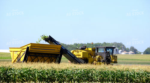 Sweet Corn Harvest 154103
