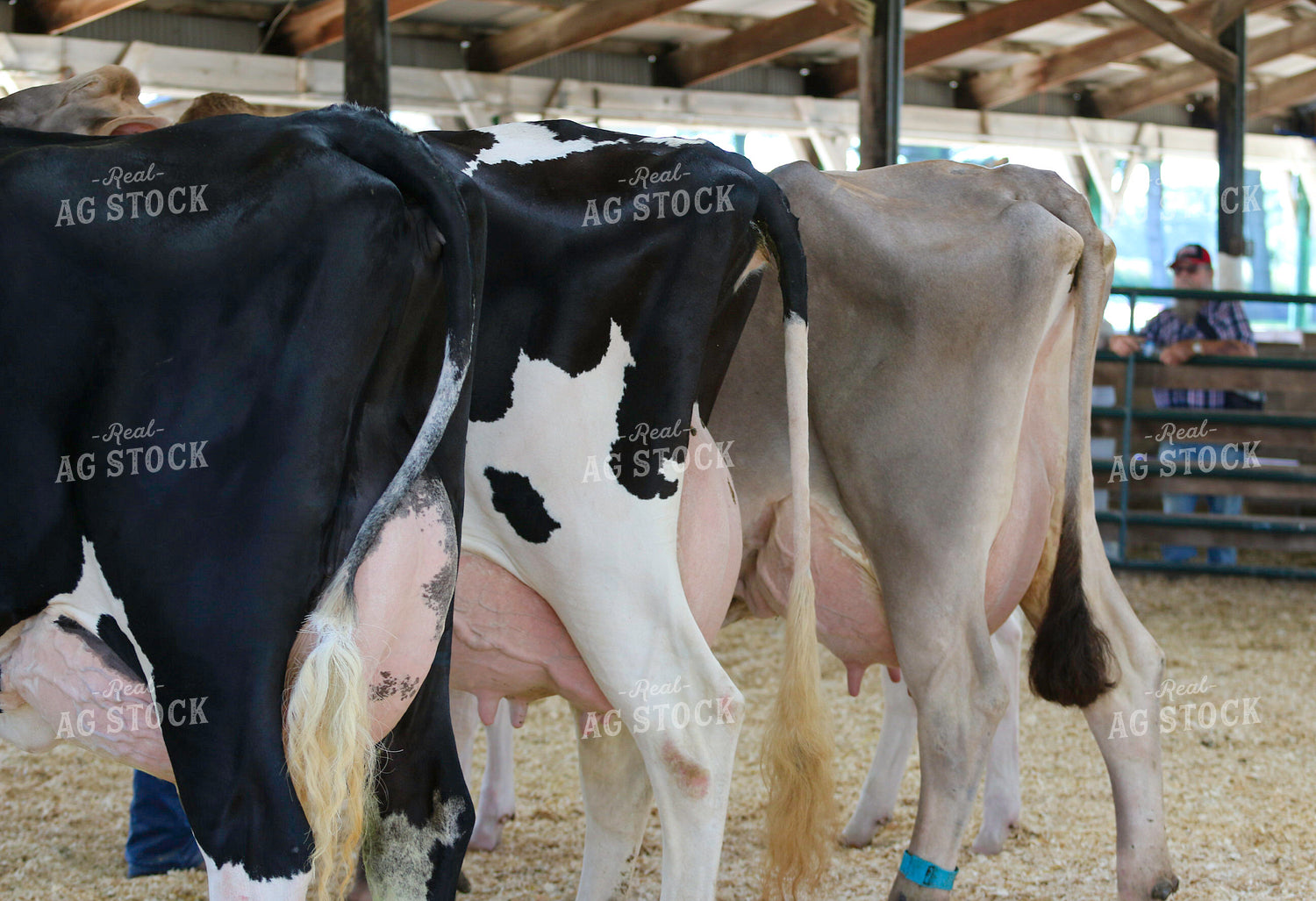 Dairy Cattle Show 160482