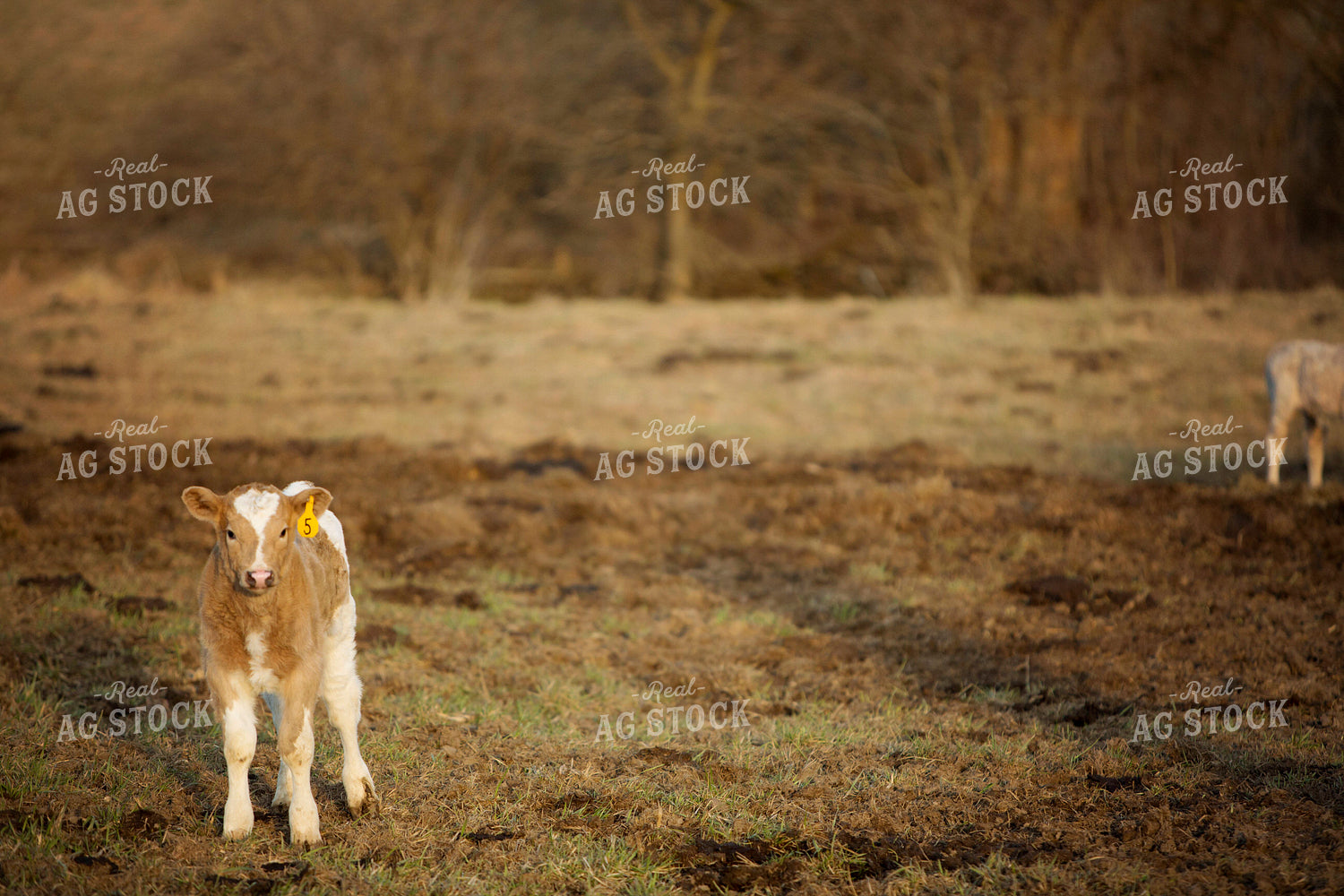 Calf - Charolais and Angus Cross 2236
