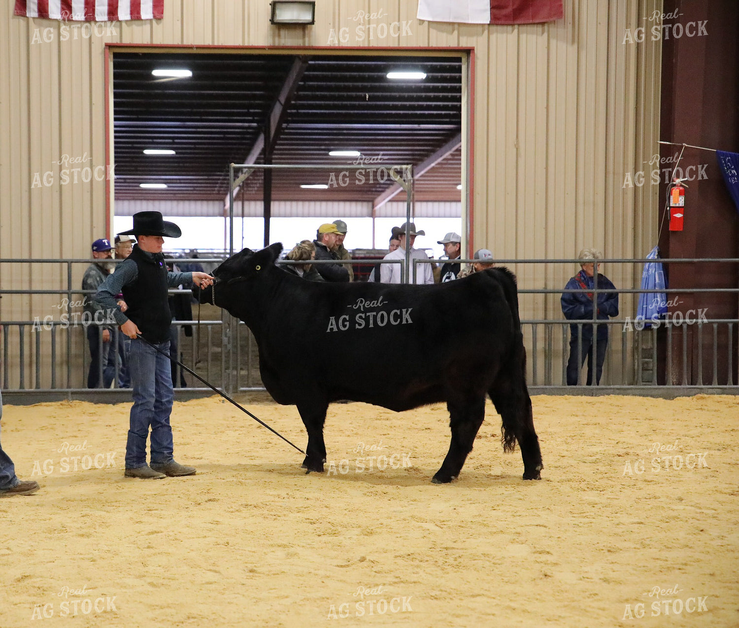 Showing Cattle 102071