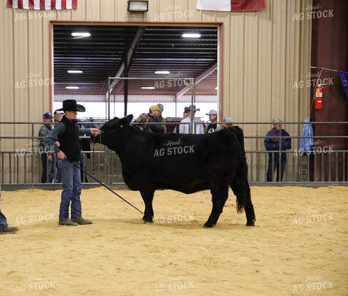Showing Cattle 102071