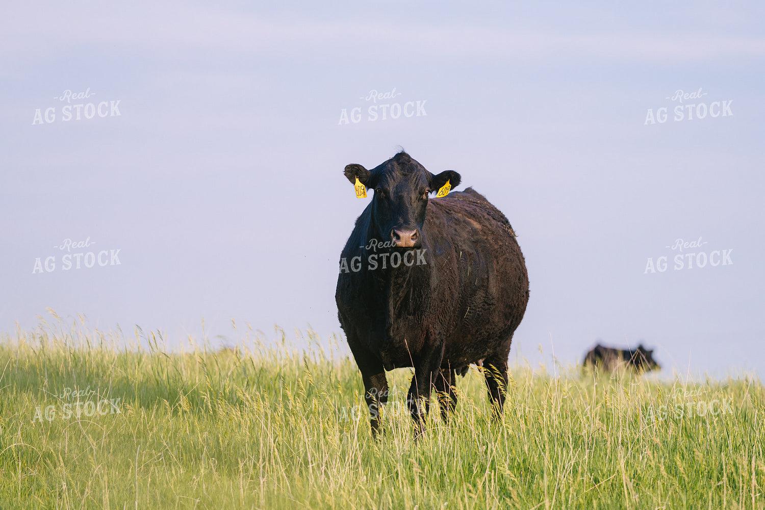 Black Angus Cattle on Pasture 68242
