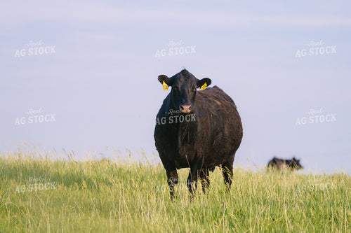 Black Angus Cattle on Pasture 68242