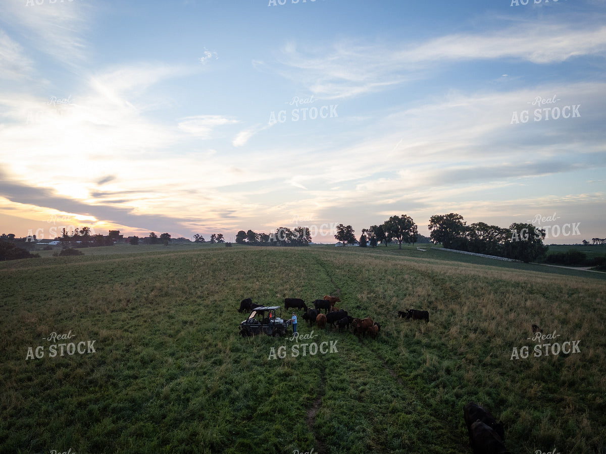 Checking Cattle on Pasture 268337