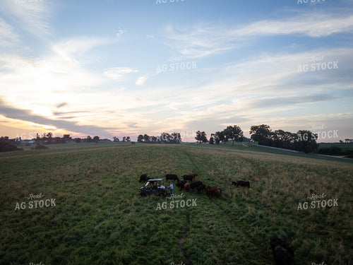 Checking Cattle on Pasture 268337