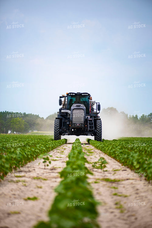 Spreading Dry Fertilizer in Cotton Field 136223