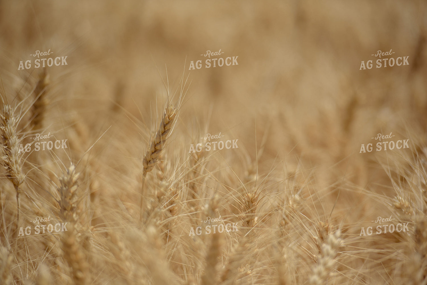 Dry Wheat Close Up 57015