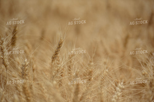 Dry Wheat Close Up 57015