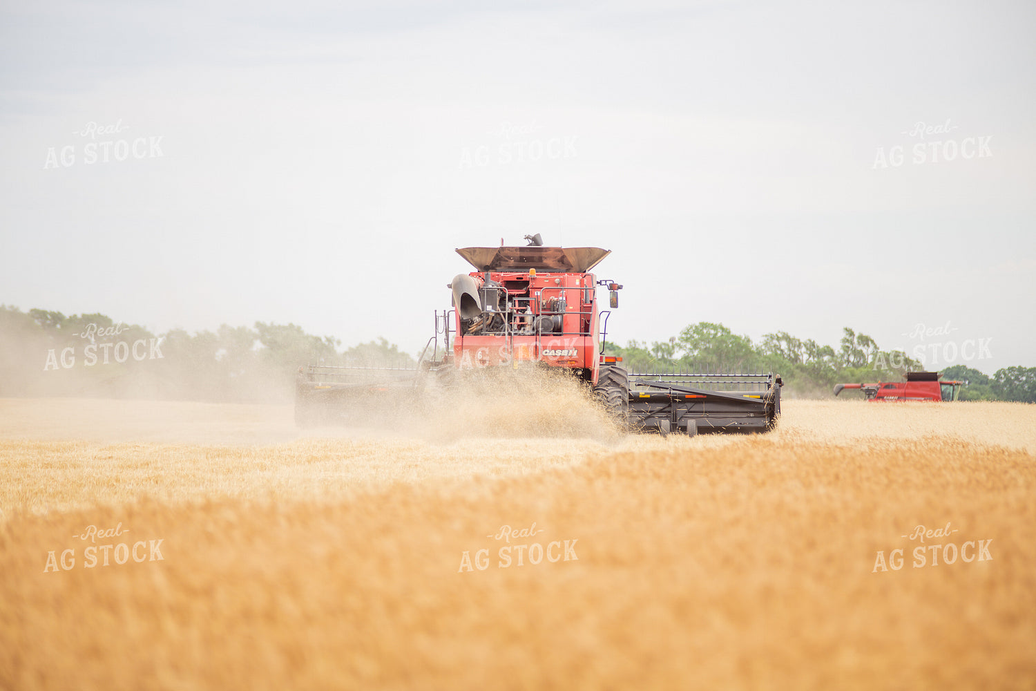 Combine Harvesting Wheat 131027