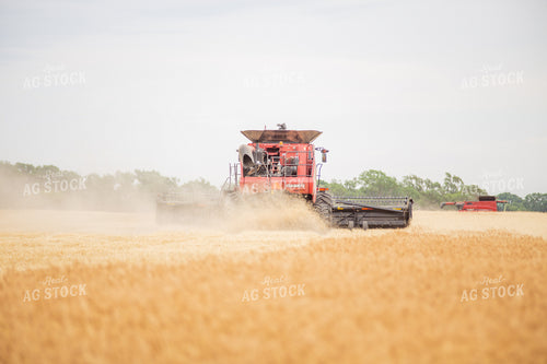 Combine Harvesting Wheat 131027