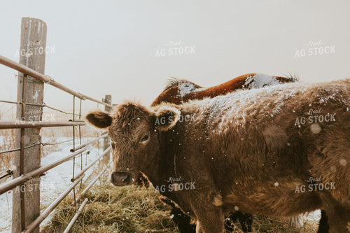 Charolais Cow 61149