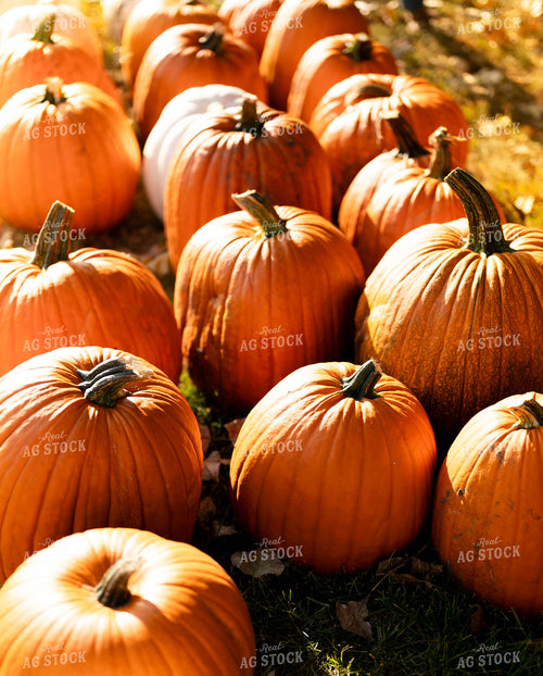 Pumpkins 185036