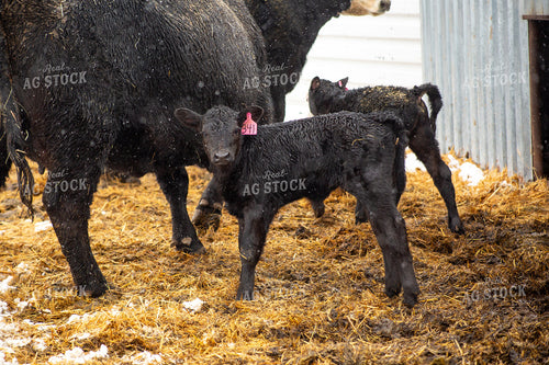 Cow Calf Pairs 155469