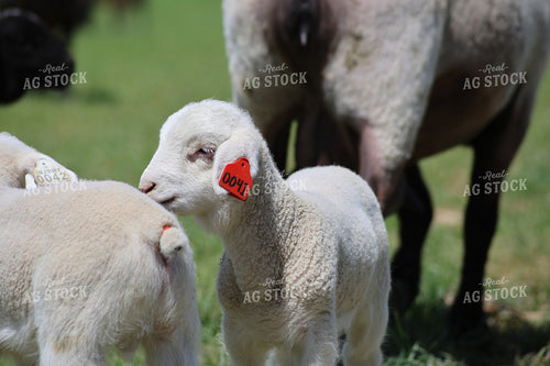 Lambs 84268
