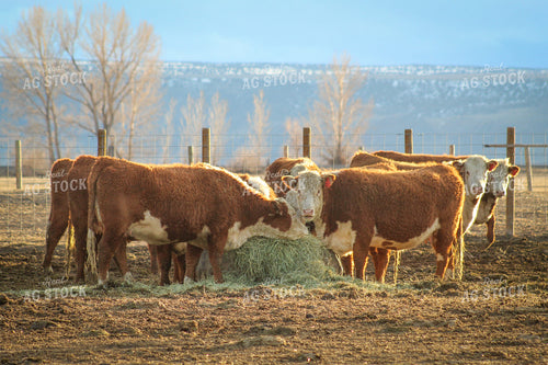 Bred Hereford Heifer Cattle 78164
