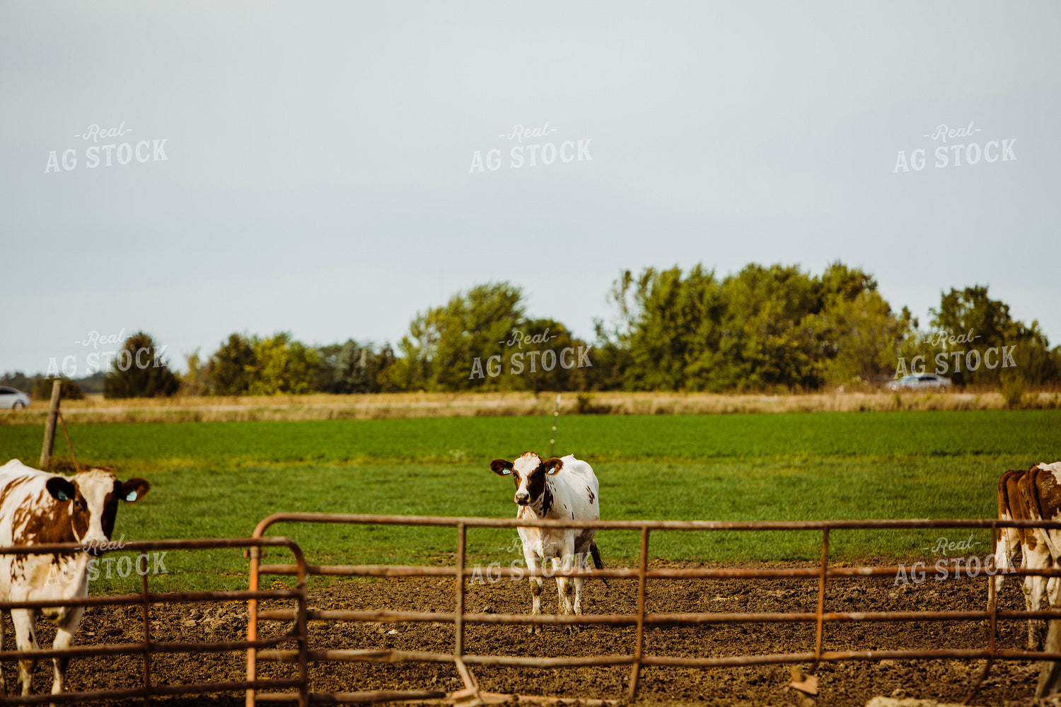 Dairy 2709