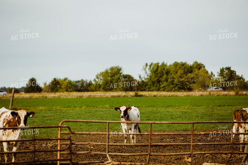 Dairy 2709