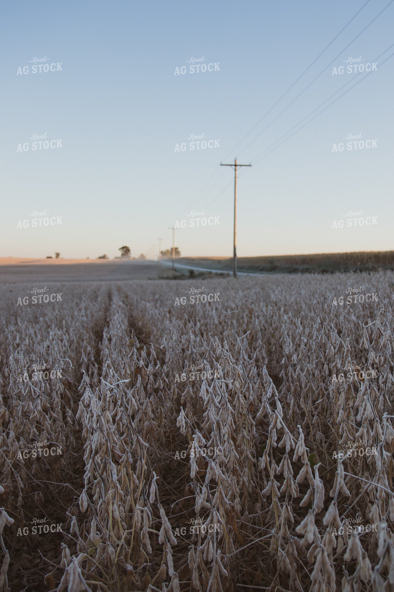 Dried Soybeans 67263
