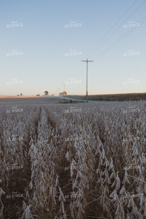 Dried Soybeans 67263