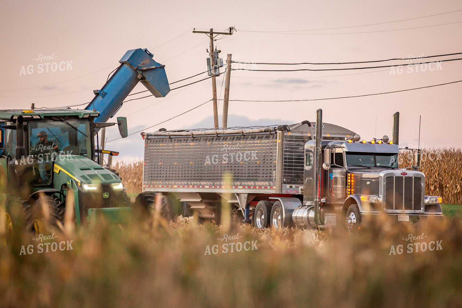 Corn Harvest 270624