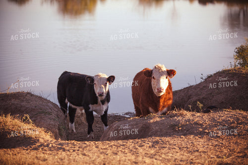 Black Baldy and Hereford Near Water 81050
