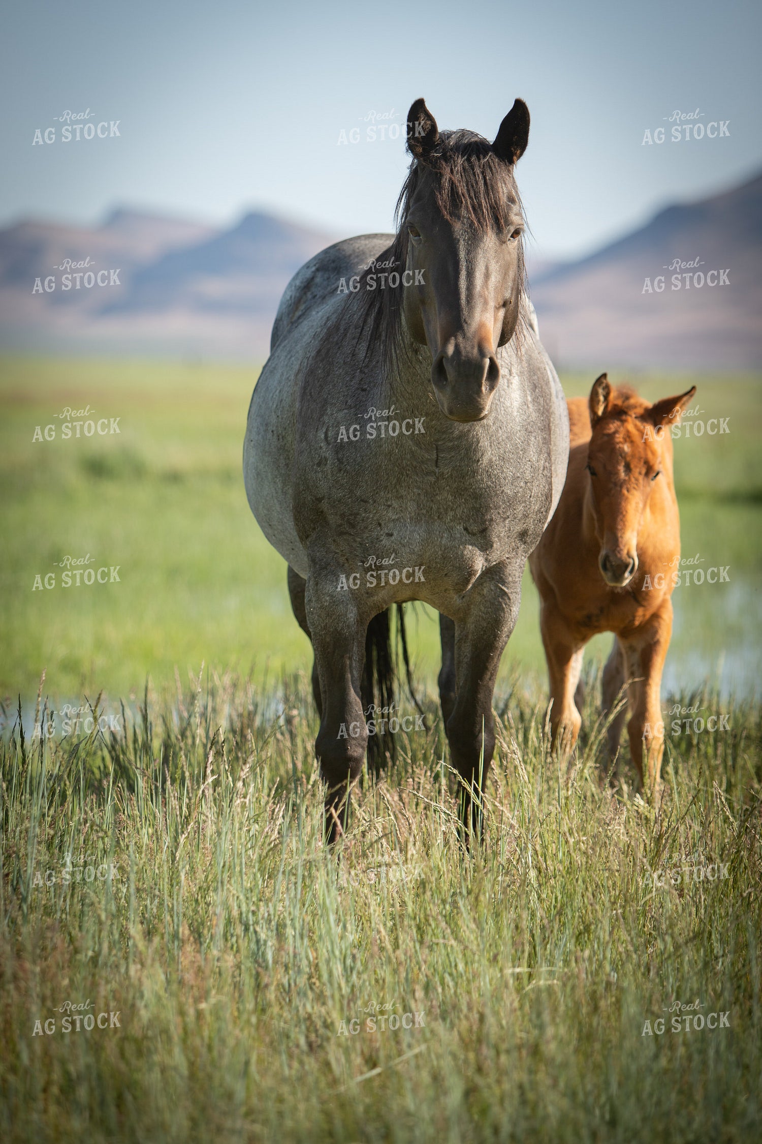 Foal and Mare 78203